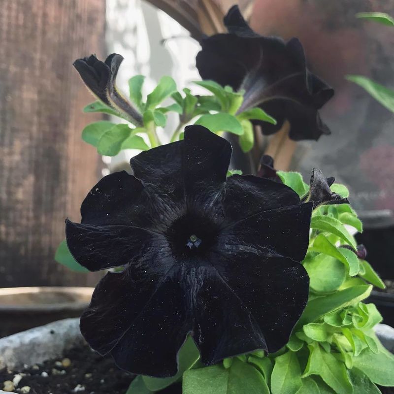 How To Grow A Black Garden