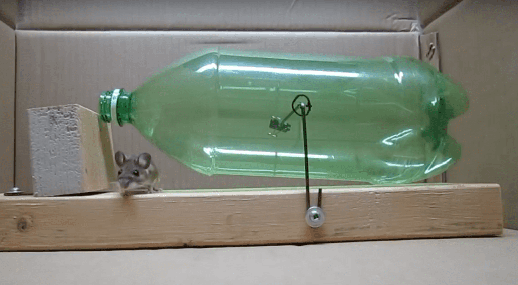 30+ effective ways to keep mouse out of your home