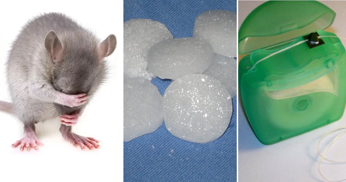 35 ingenious ways to keep mice out of homes and garages