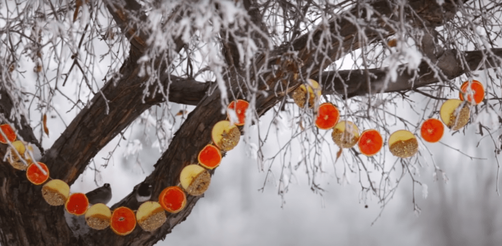 Woman demonstrates how to make 4 gorgeous winter DIY bird feeders