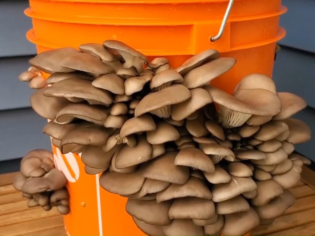 Man shows how to grow gourmet mushrooms in a 5gallon bucket with ease