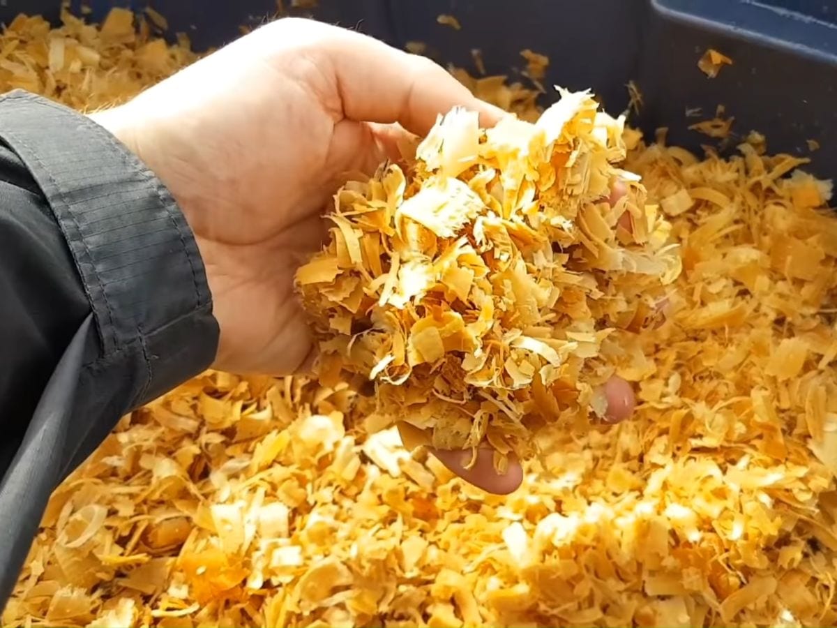 Man shows how to grow gourmet mushrooms in a 5gallon bucket with ease