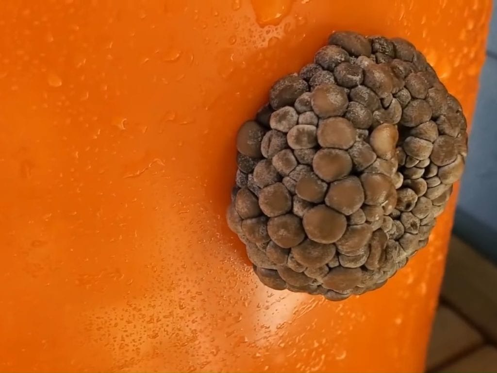Man shows how to grow gourmet mushrooms in a 5gallon bucket with ease