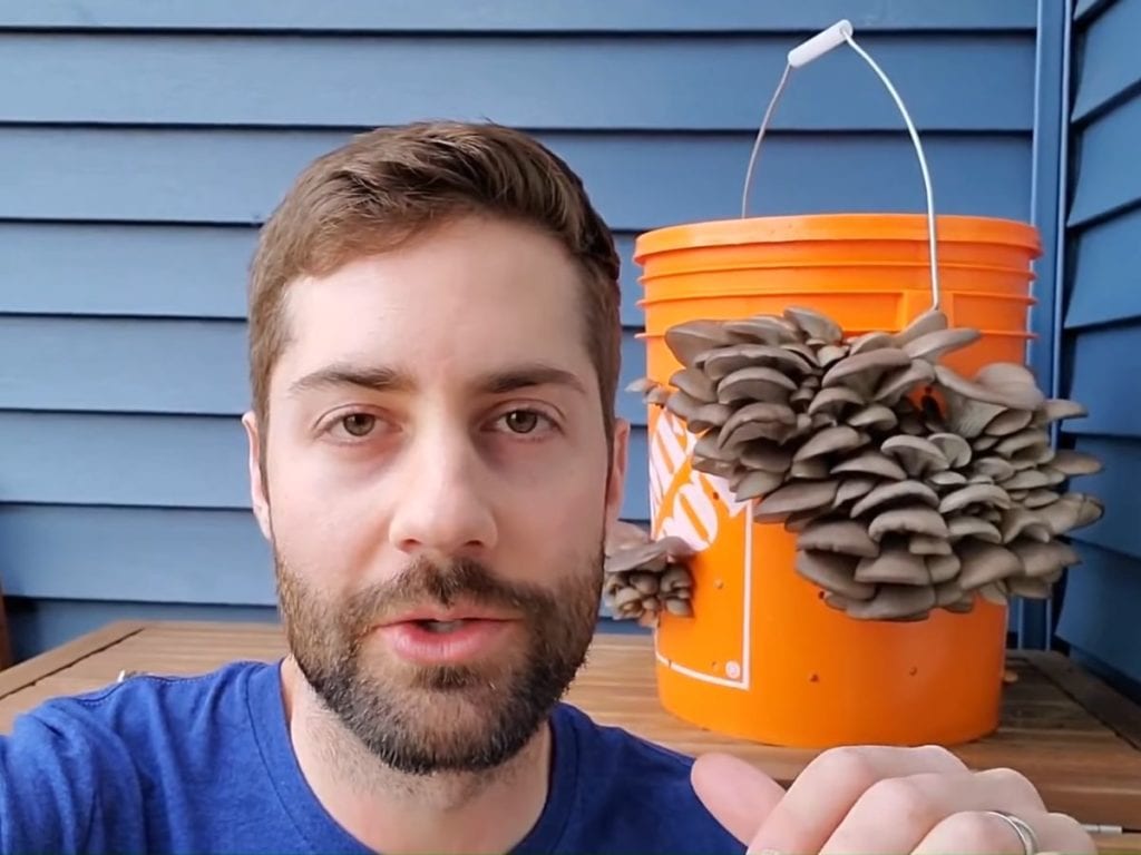 Man shows how to grow gourmet mushrooms in a 5gallon bucket with ease