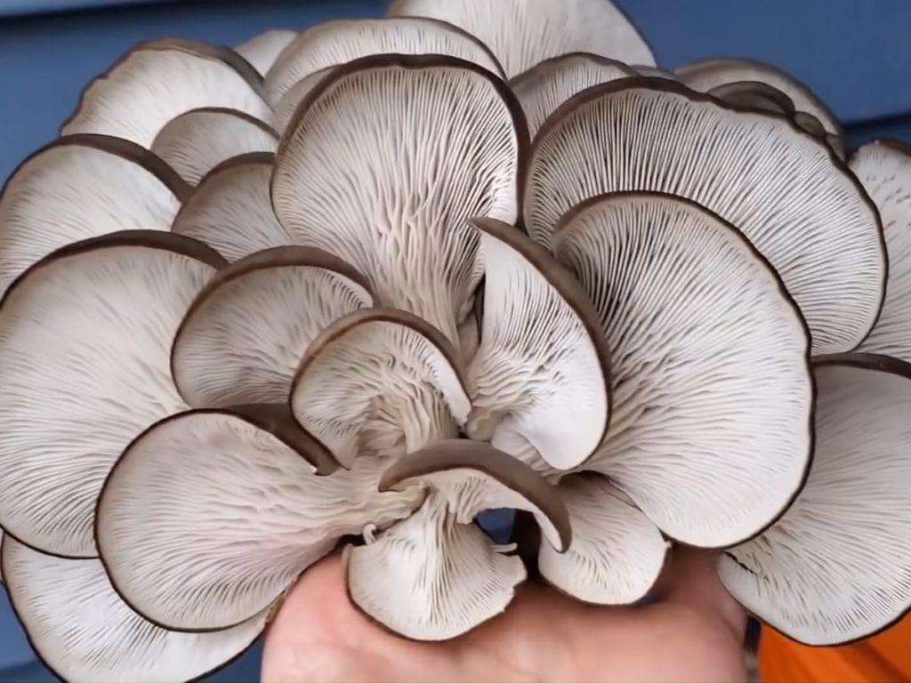 Man shows how to grow gourmet mushrooms in a 5gallon bucket with ease