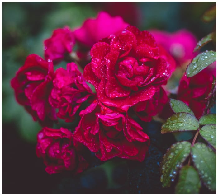 15 awesome uses for Epsom salt in your garden