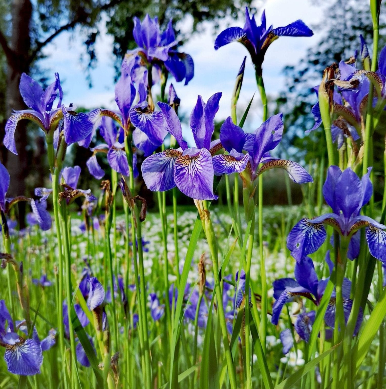 12 Plants to grow beneath trees that will level up your landscaping game