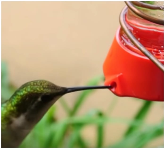 Man shows simplest way to turn empty soy sauce bottles into hummingbird