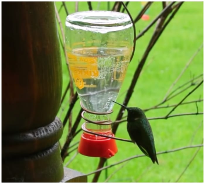 Man shows simplest way to turn empty soy sauce bottles into hummingbird