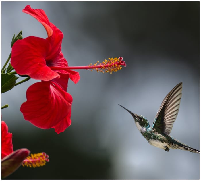 Man shows simplest way to turn empty soy sauce bottles into hummingbird