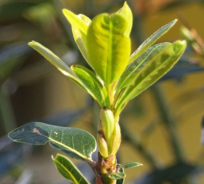 Learn how to grow a healthy bay tree and the many uses of its fragrant ...