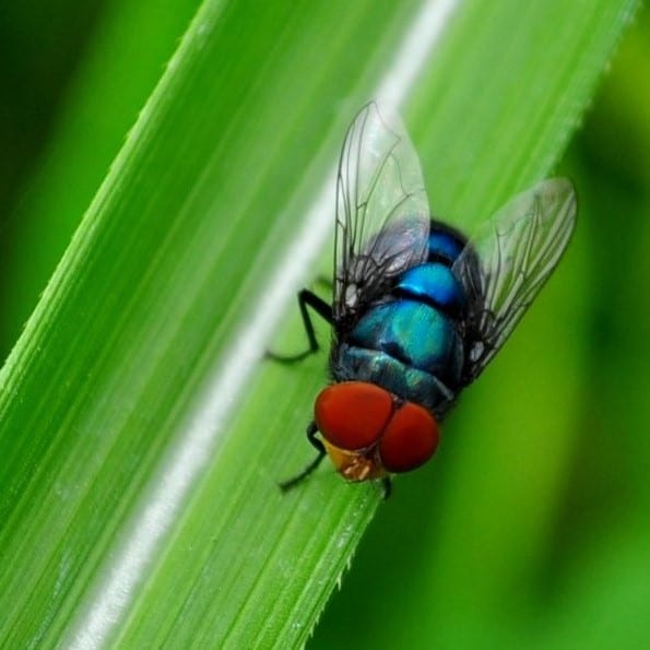 Stick 4 pennies in a plastic baggie for an old Southern trick to keep flies away
