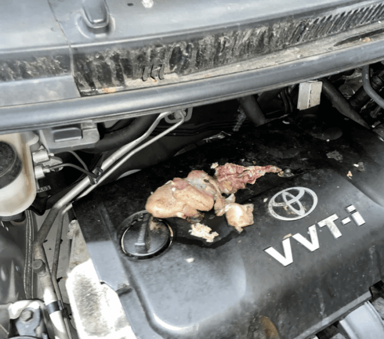 20 times mechanics were so puzzled after looking inside a car that they