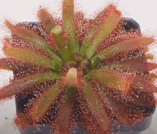 6 strange flyeating plants and how to grow them in your home