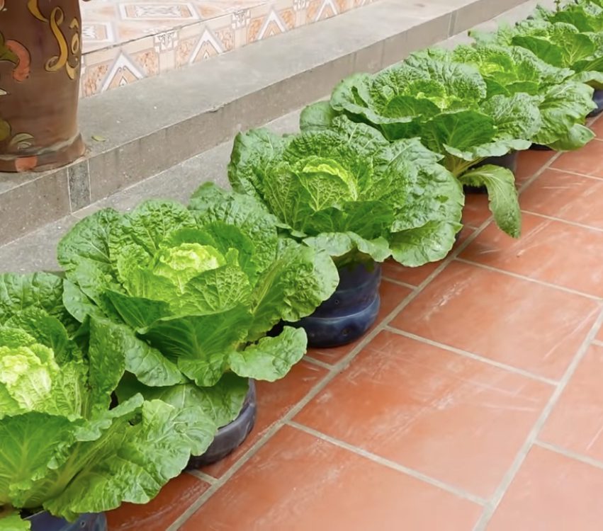Tips to grow a continual supply of Napa cabbage
