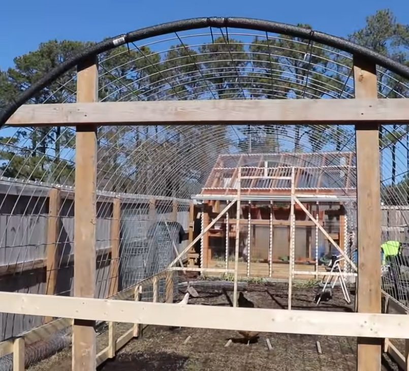 Couple shows how to build beautiful but simple greenhouse using cattle