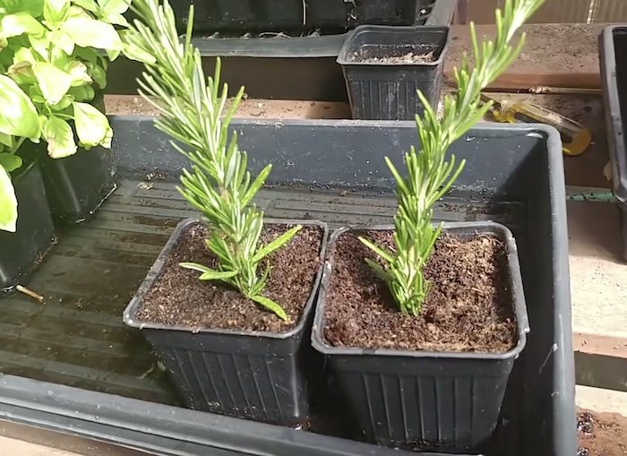 Gardener shares the two simplest ways people can grow rosemary from