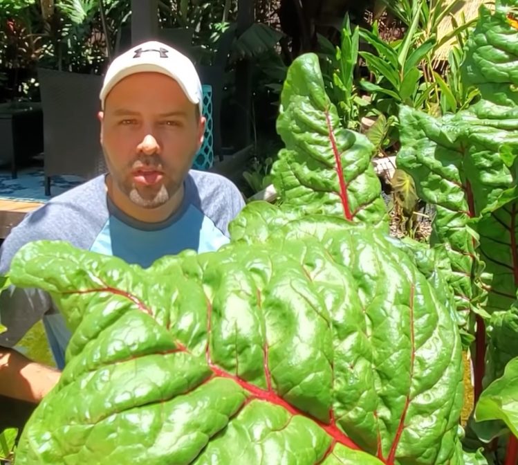 Gardener shares 7 fastgrowing veggies that can still be planted in July