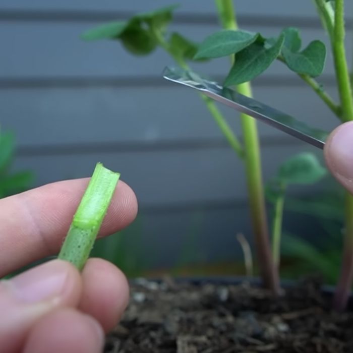 Grow tomatoes and potatoes on same plant