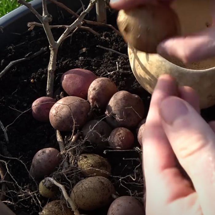 Grow tomatoes and potatoes on same plant