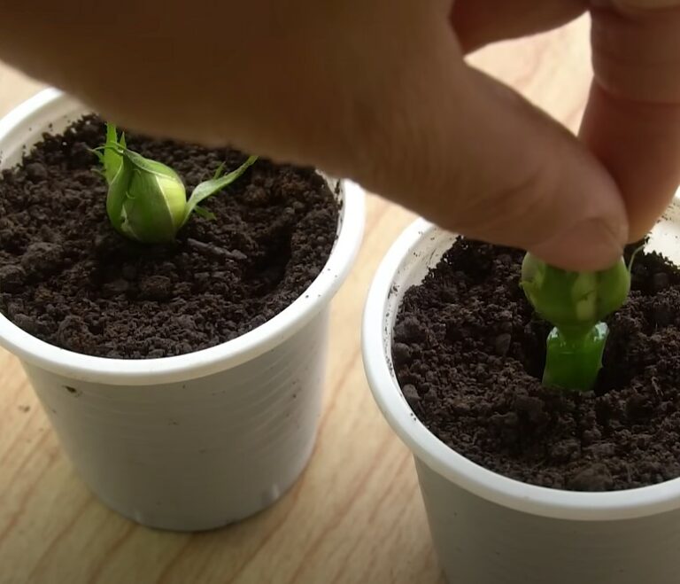 Gardener’s video shows how to easily grow yellow roses from rose bud