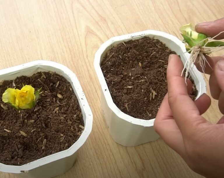 Gardener’s video shows how to easily grow yellow roses from rose bud