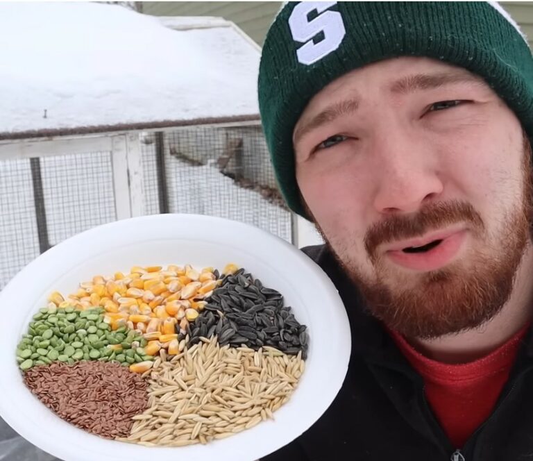 Homesteader shares 5ingredient recipe for homemade chicken feed to get