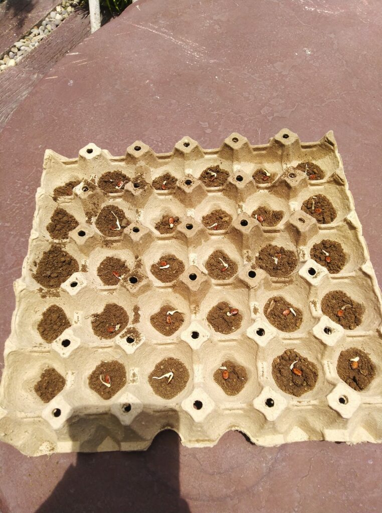 35+ Uses For Old Egg Cartons At Home