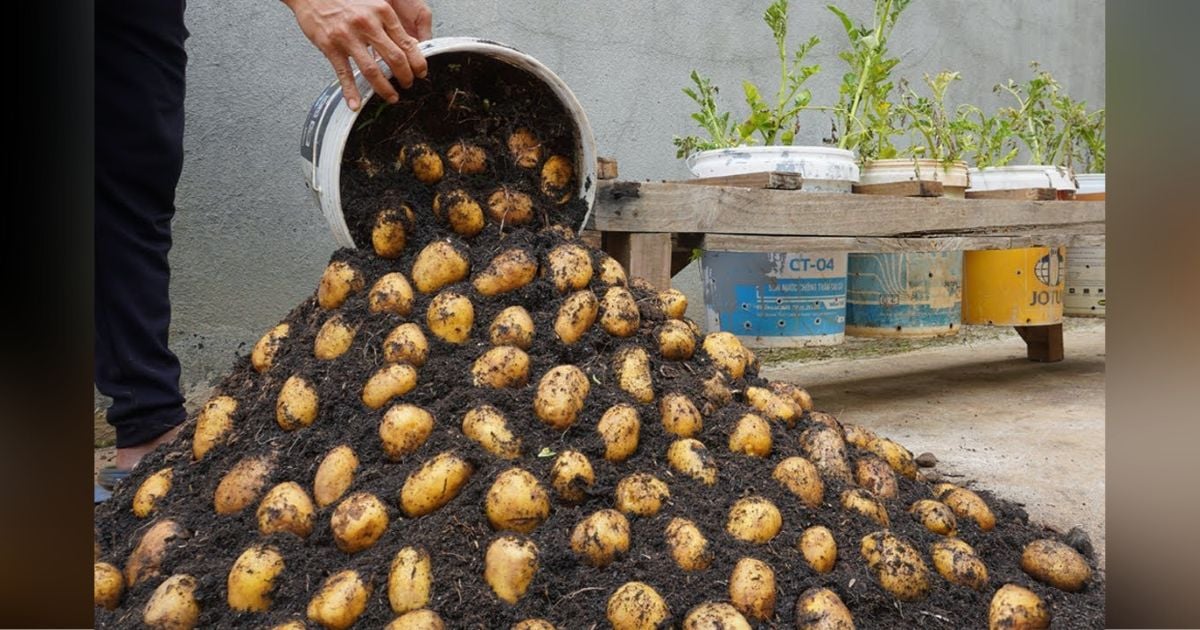 Man shows how to grow a mountain of potatoes in 5gallon buckets