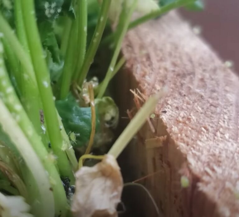 Family farmer shows how he uses baking soda &ldquo;spray&rdquo; to curb bugs and fungus