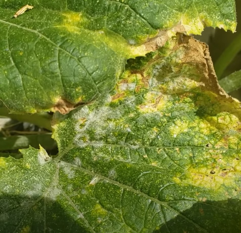 Family farmer shows how he uses baking soda “spray” to curb bugs and fungus