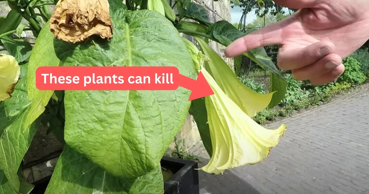 30 of the Most Poisonous Plants Lurking in Your Backyard - Serious Plant Toxicity In Gardens